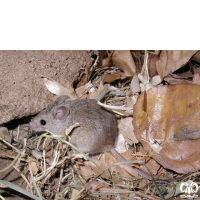 گونه موش مقدونیه  Macedonian Mouse